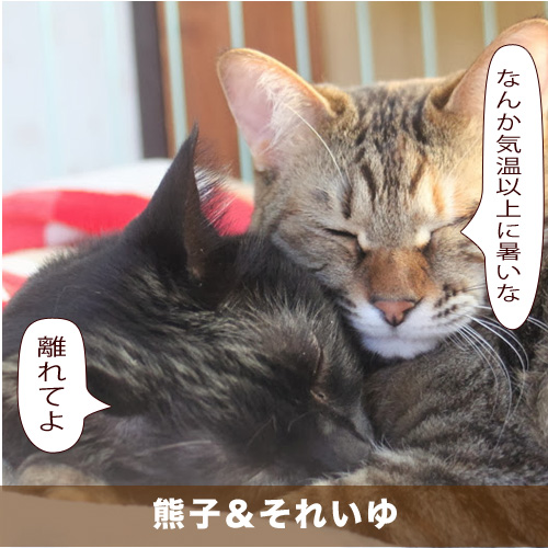 20200812_touko.jpg
