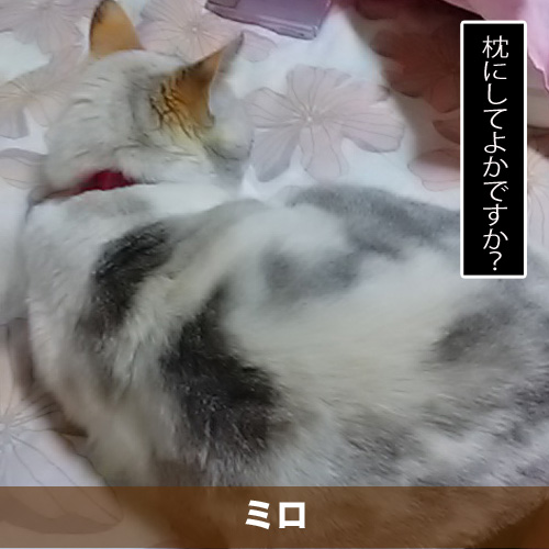 20200818_touko.jpg