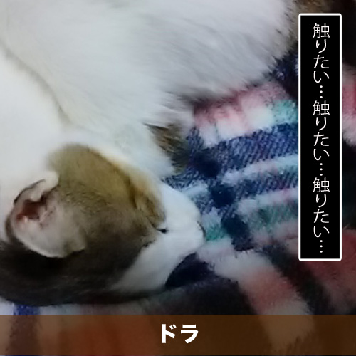 20200819_touko.jpg
