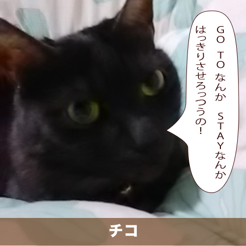 20200820_touko.jpg
