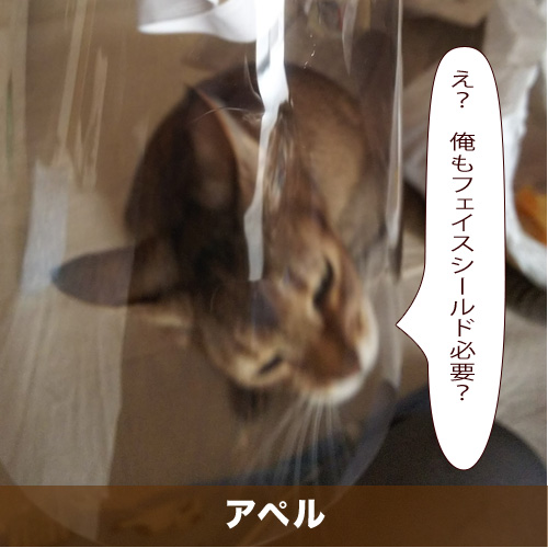 20200825_touko.jpg