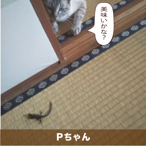 20200829_touko.jpg