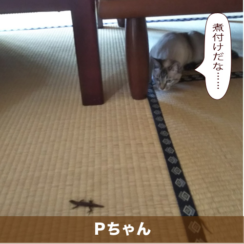 20200916_touko.jpg