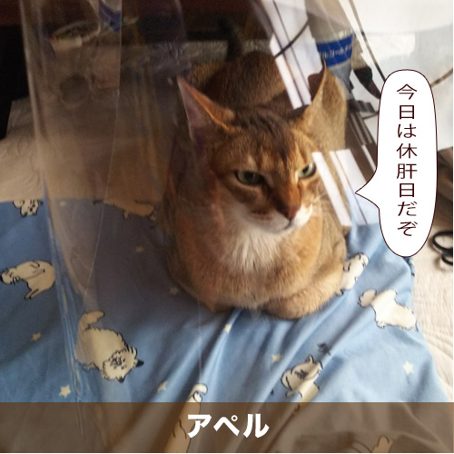 20201006_touko.jpg