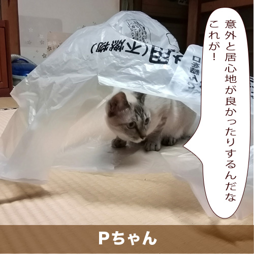 20201105_touko.jpg