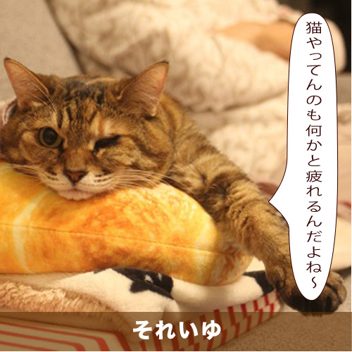 20201120_touko.jpg