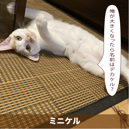 20201204_touko.jpg