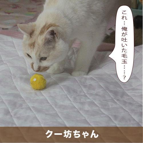 20201208_touko.jpg