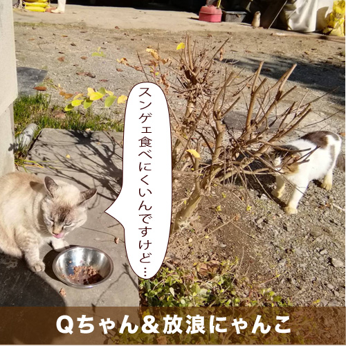 20210123_touko.jpg