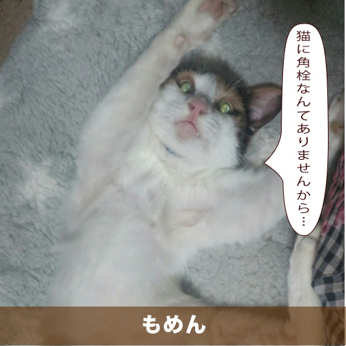 20210206_touko.jpg