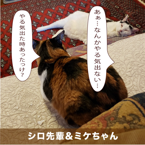 20210224_touko.jpg