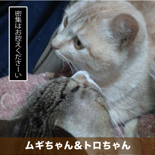 20210225_touko.jpg
