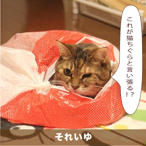20210318_touko.jpg