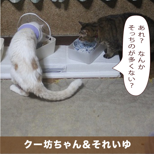 20210326_touko.jpg