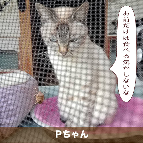20210512_touko.jpg