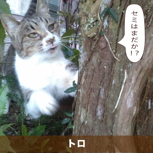 20210612_touko.jpg