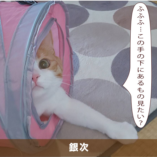 20210720_touko.jpg