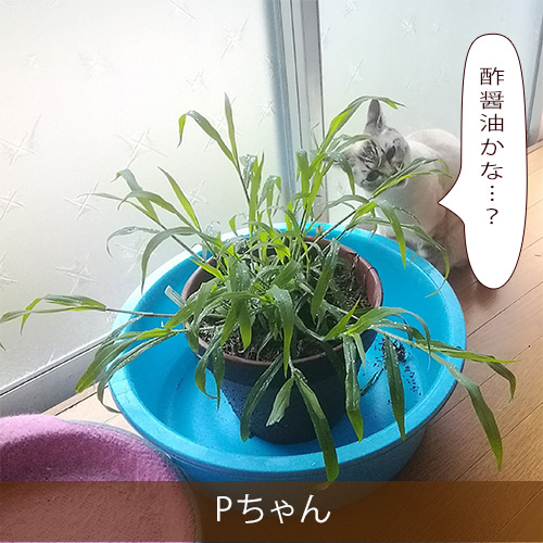 20210802_touko.jpg