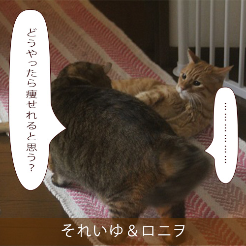 20210810_touko.jpg