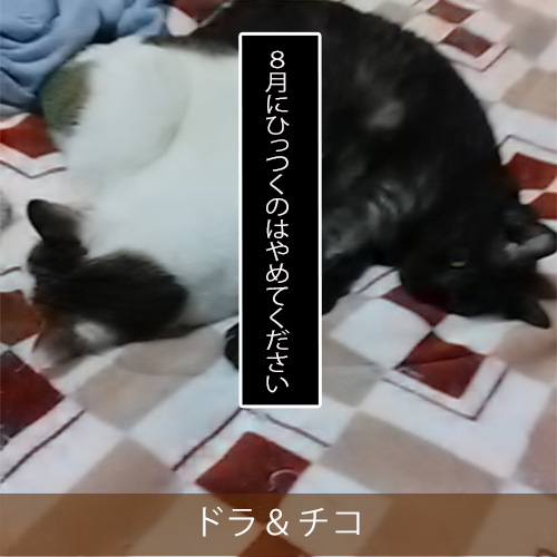 20210815_touko.jpg