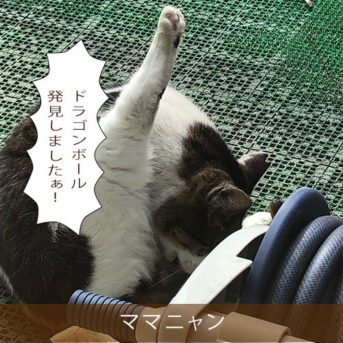 20210819_touko.jpg