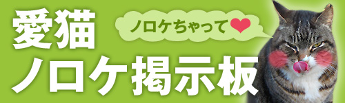 愛猫ﾉﾛｹ掲示板