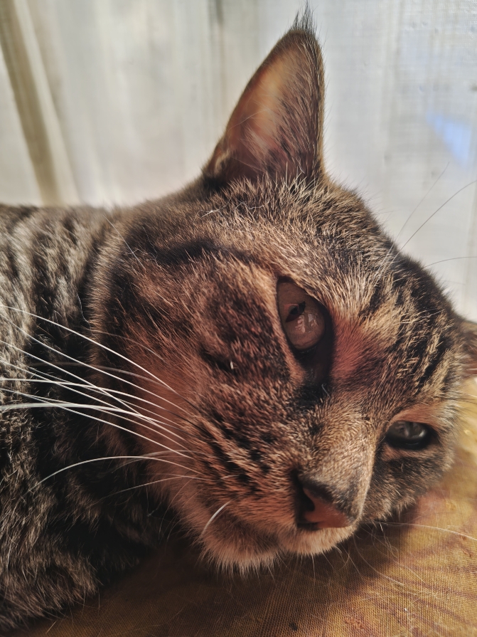 1000008292tiger.jpg