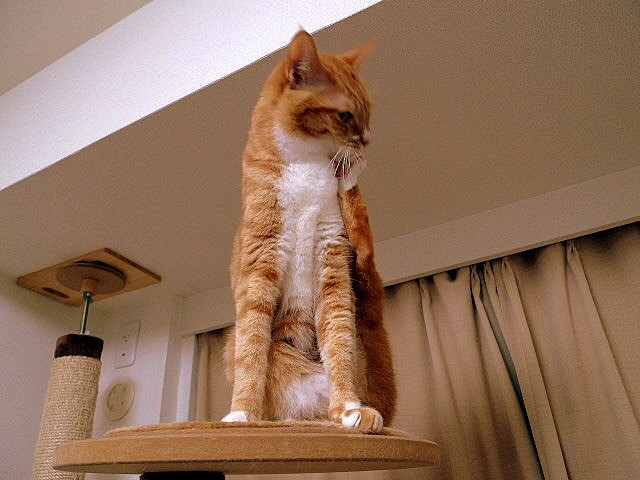 100213_chako.jpg