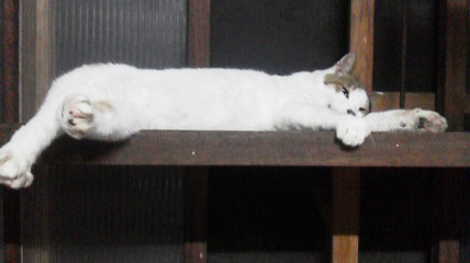 2017072420010000.jpg