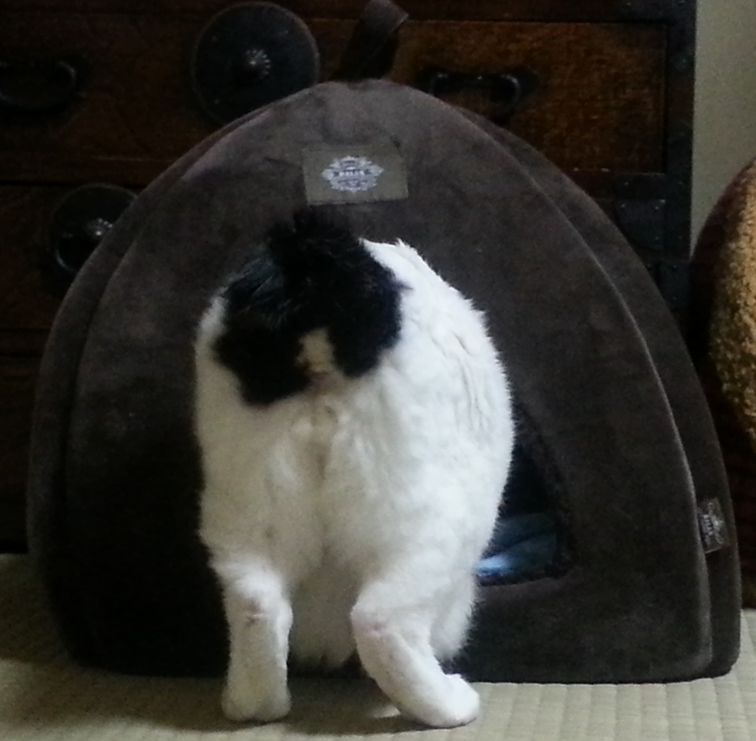 20180407_192513shiro.jpg