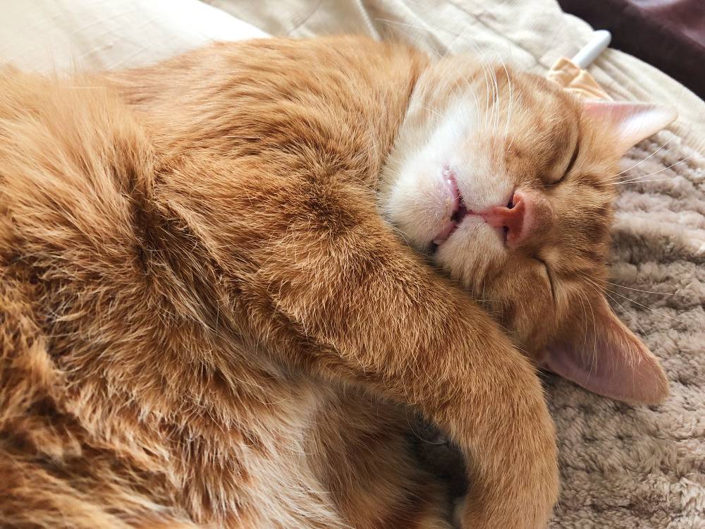 20220104_cat_hime.jpg