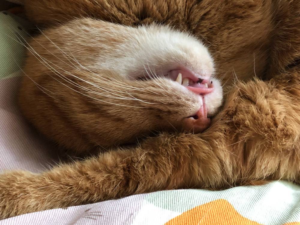 20220812_hime_teeth1.jpg