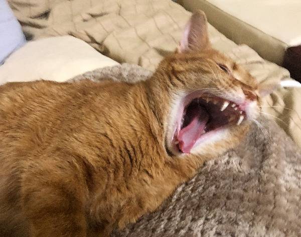 20220812_hime_teeth2.jpg