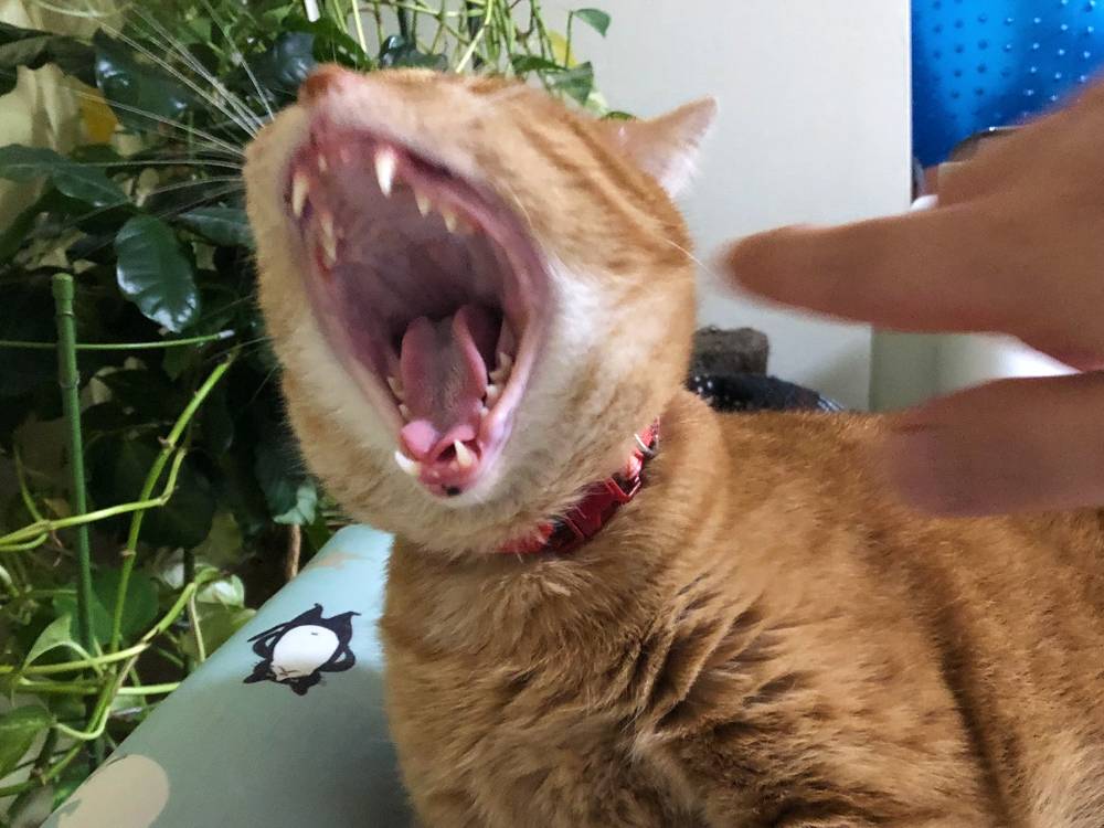 20220812_hime_teeth3.jpg