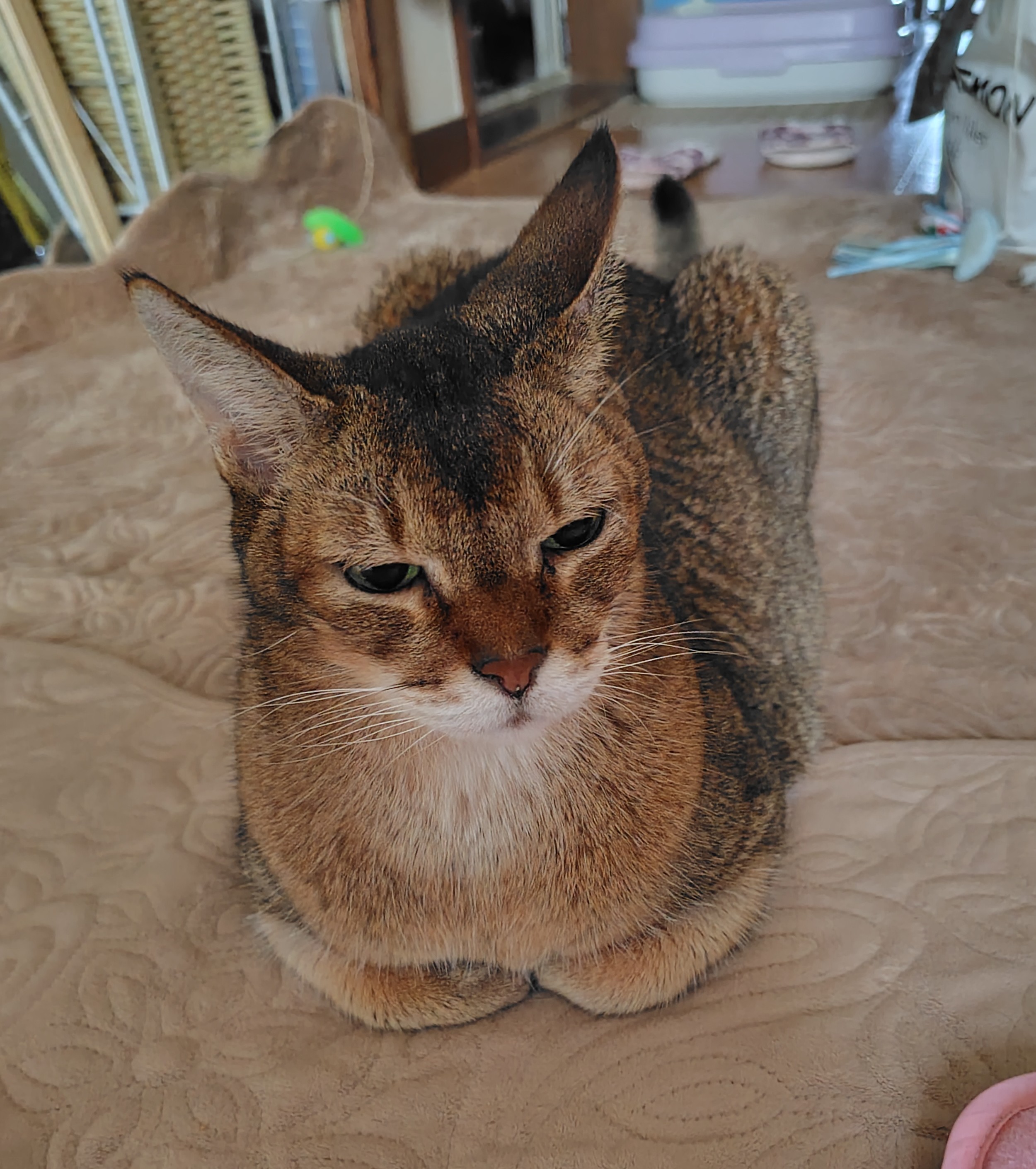 241023090229882~2.JPG