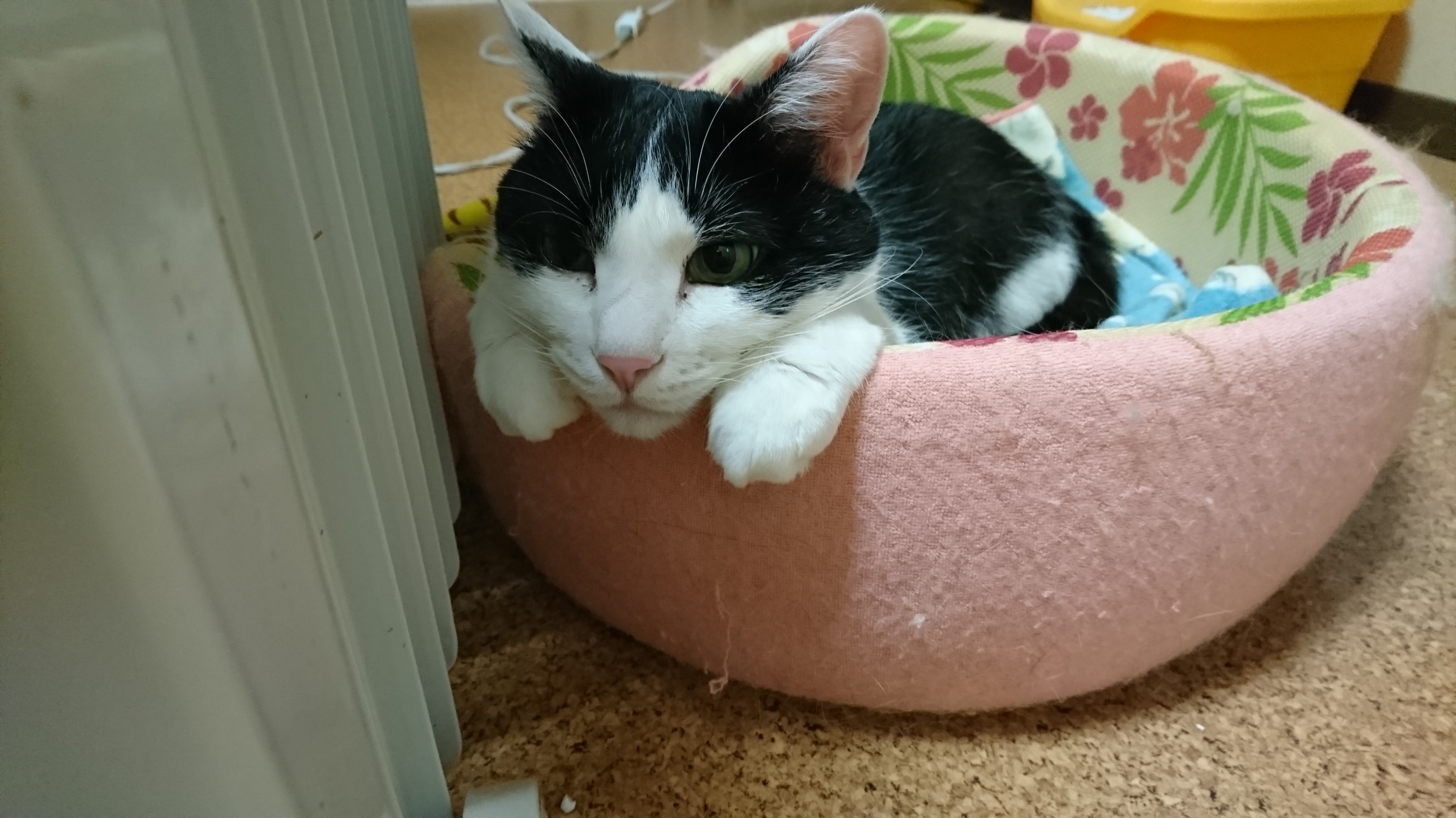 DSC_0762mitu.JPG