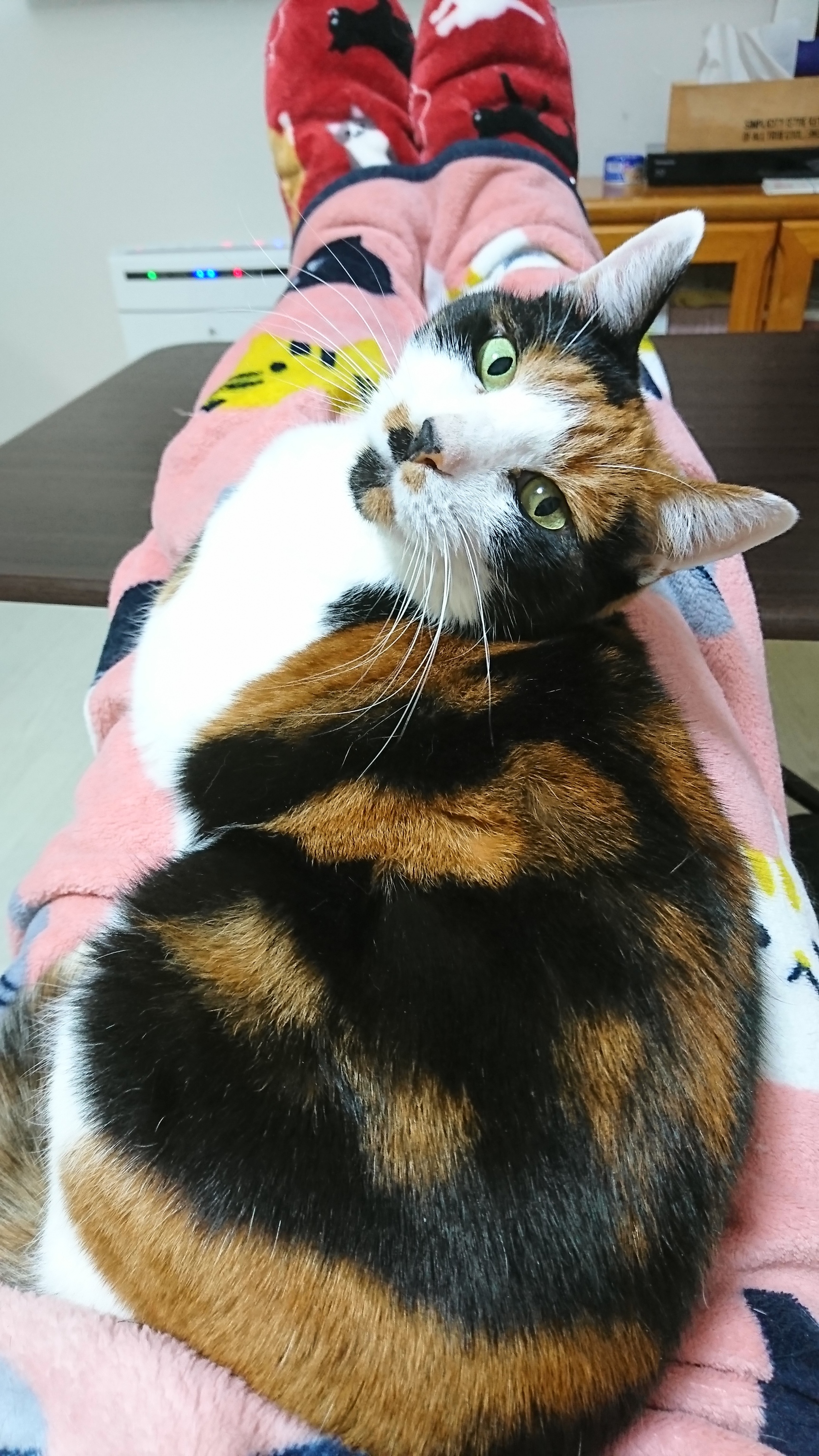 DSC_2490.JPG