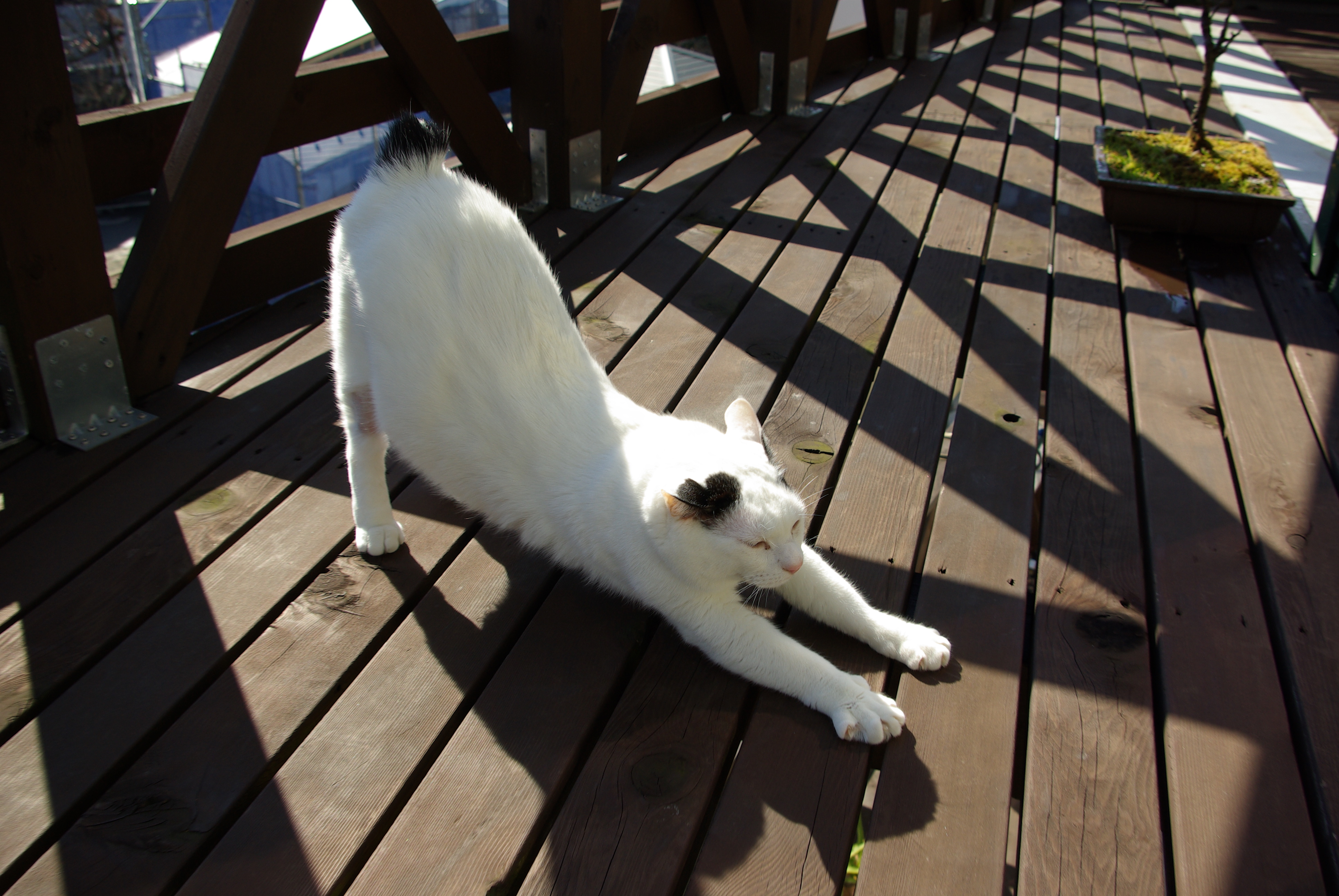 IMGP0715.JPG