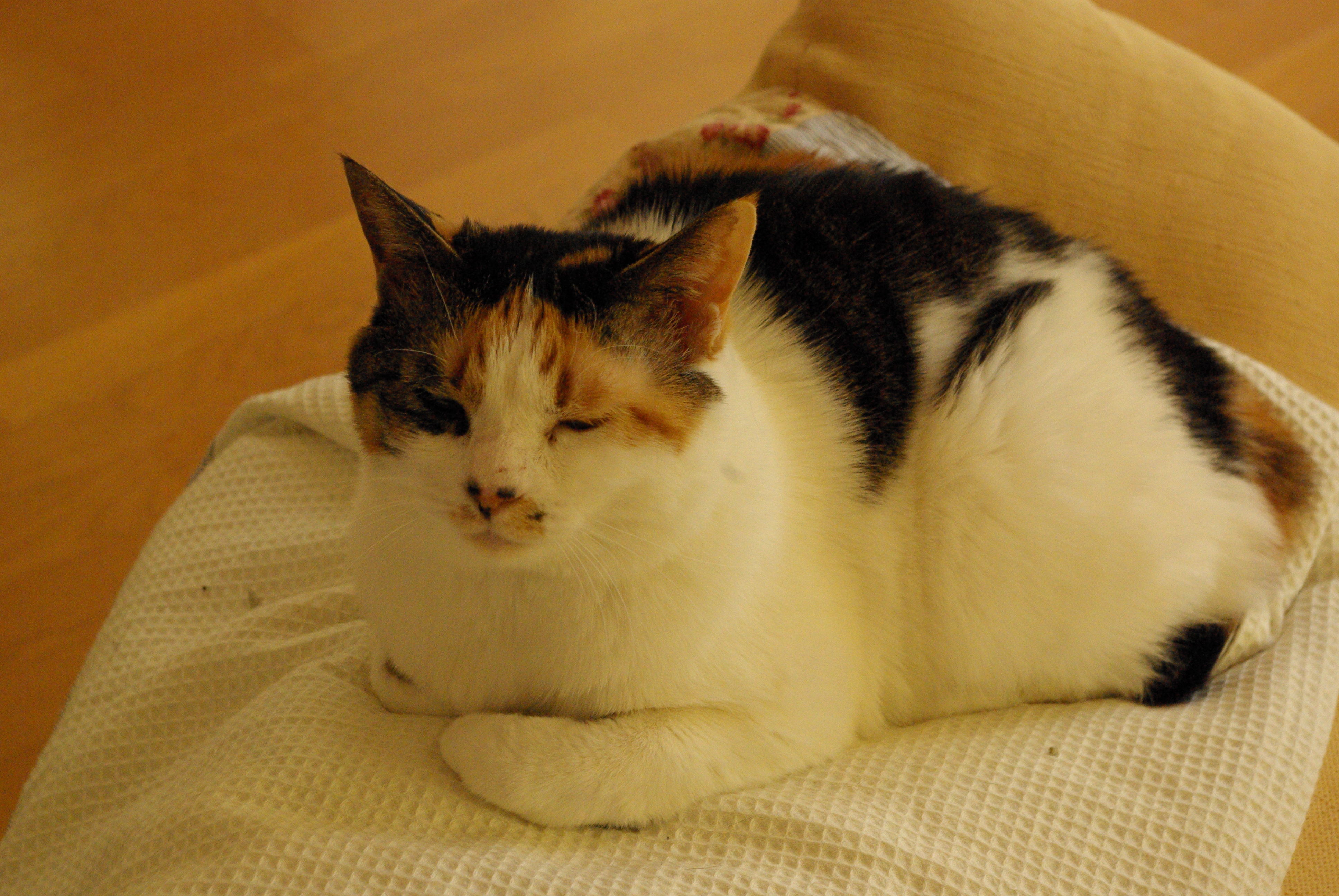 IMGP3685.JPG