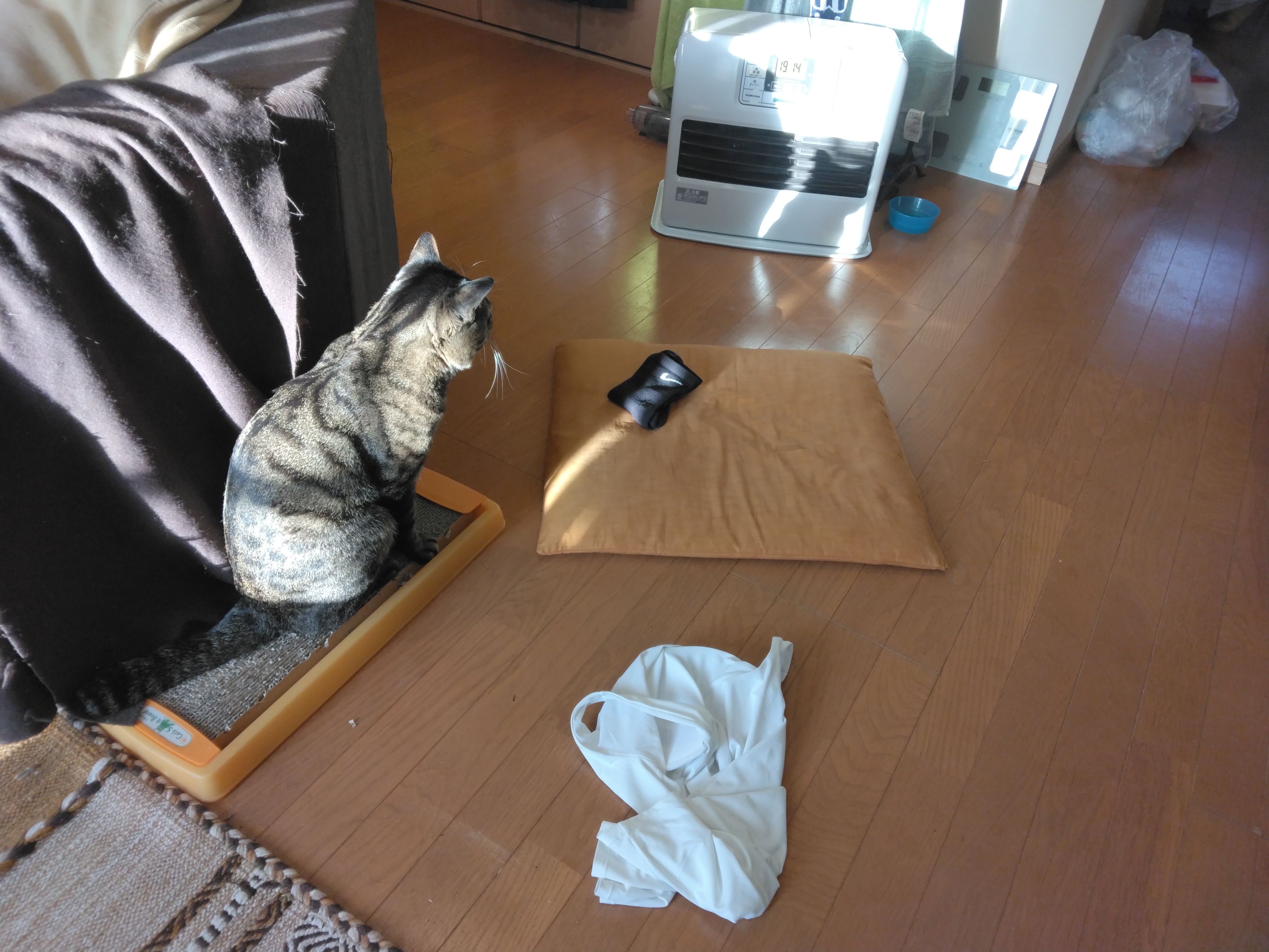 IMG_20240208_073654.jpg