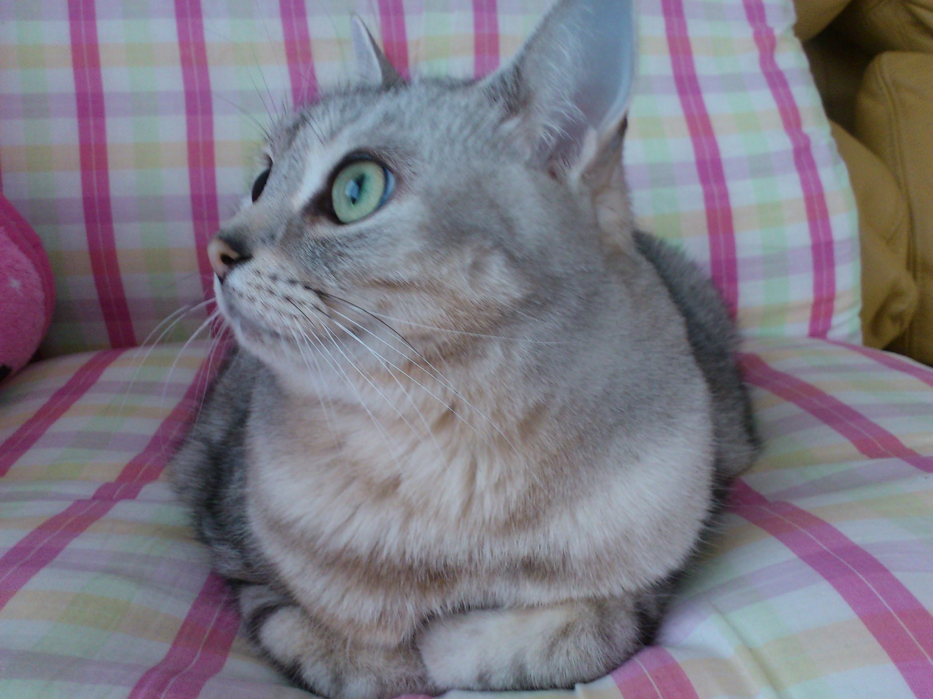 PAP_0066.JPG