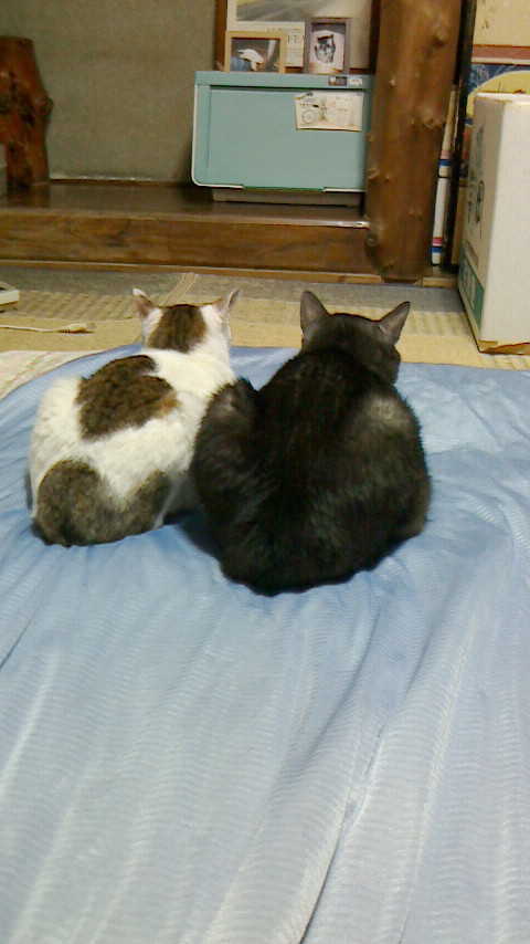 PIC00113Ddc.jpg