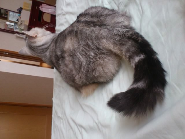 SN3V29800001.jpg