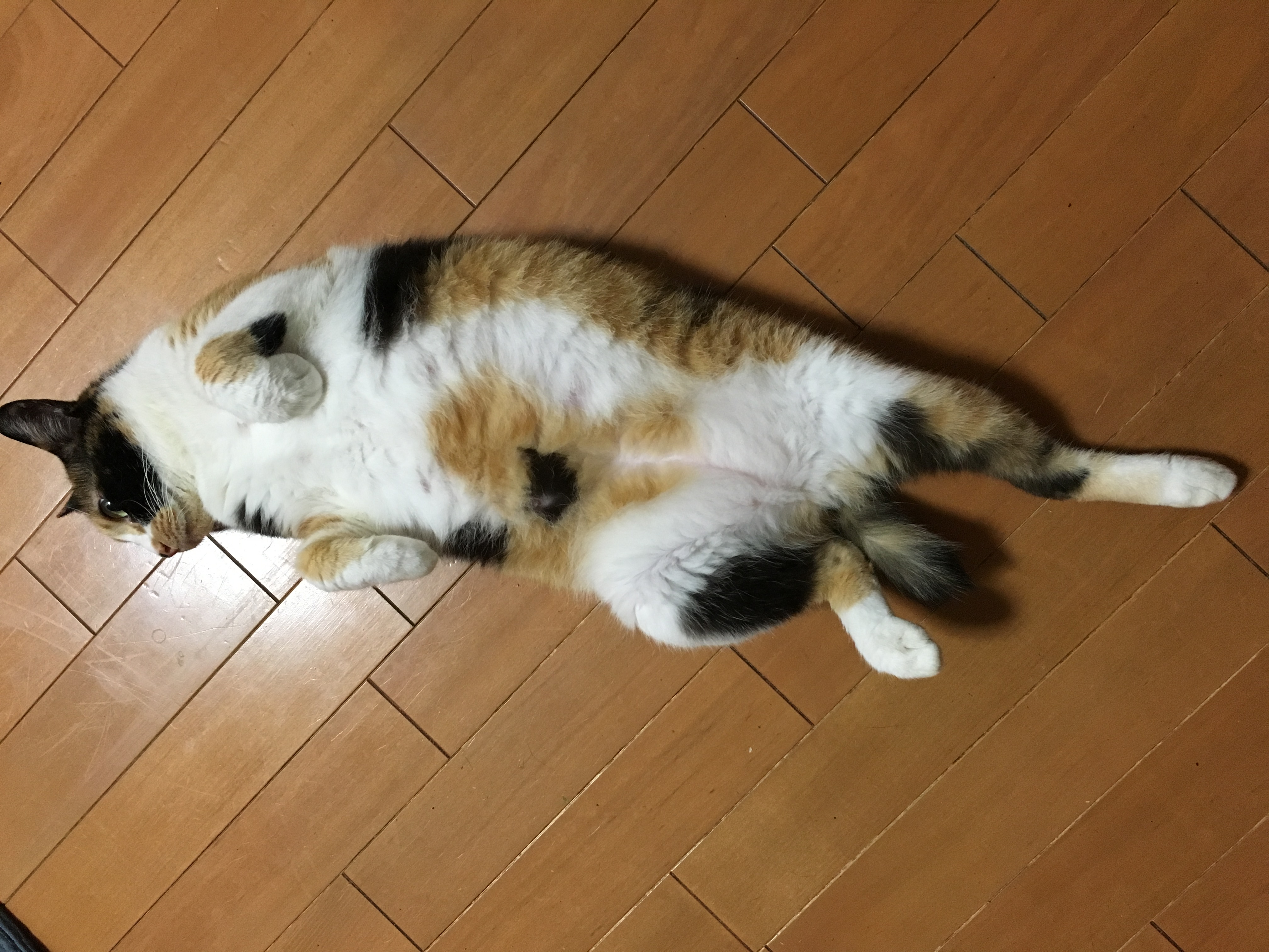 imag352524e1.JPG