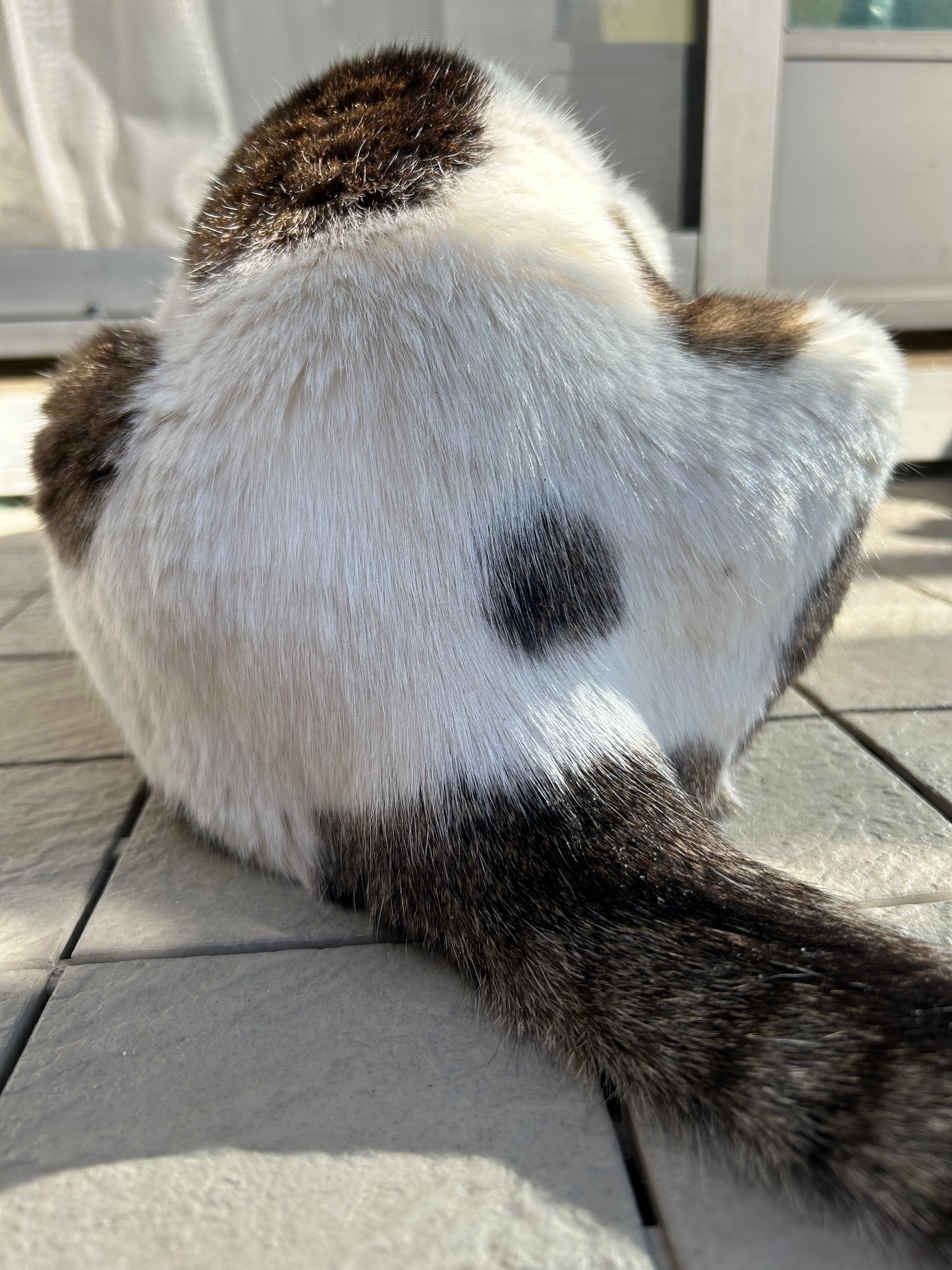 image0chibu.jpg