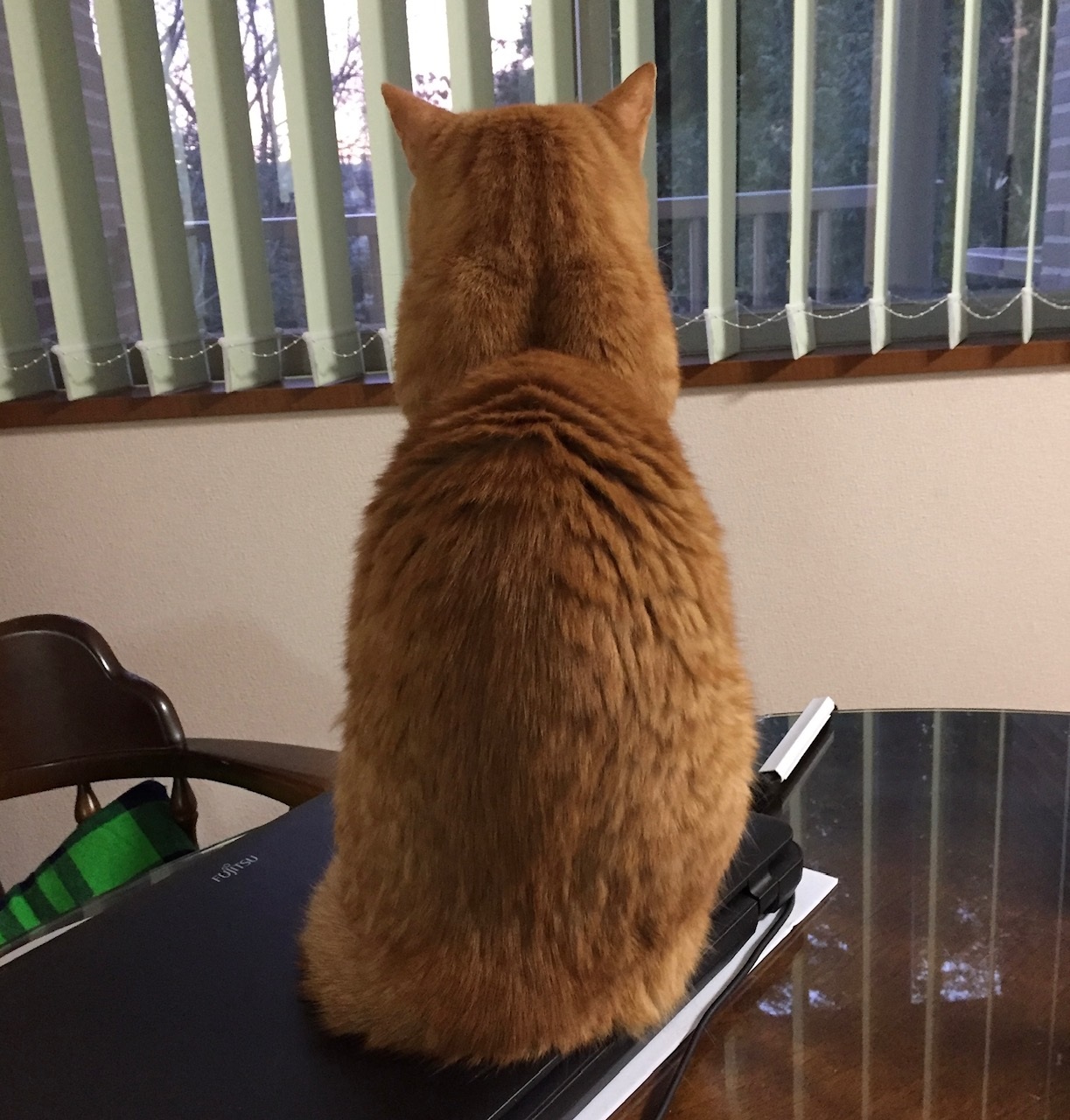 image0zusu.jpg