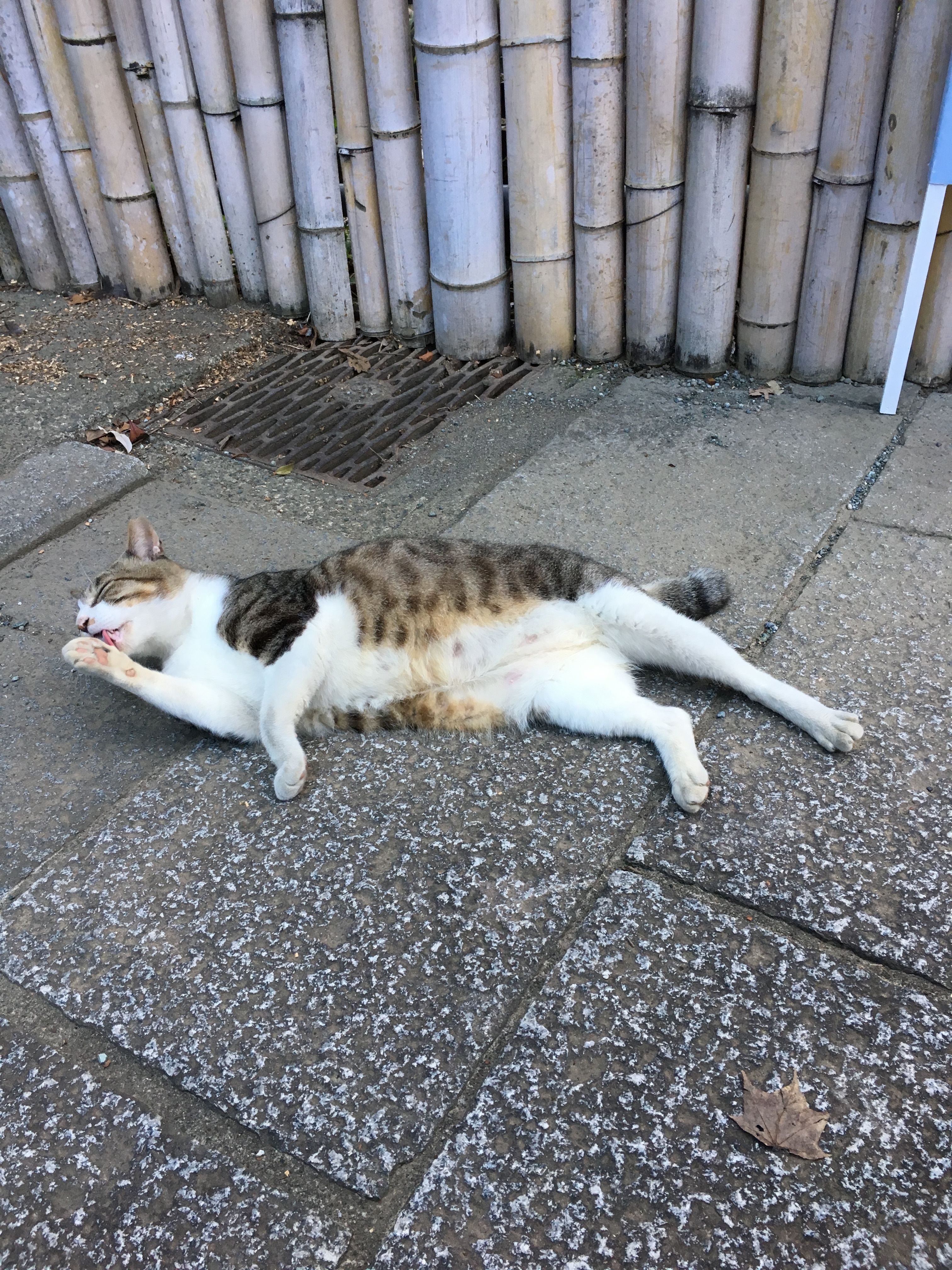 image12585858ldcf.jpg