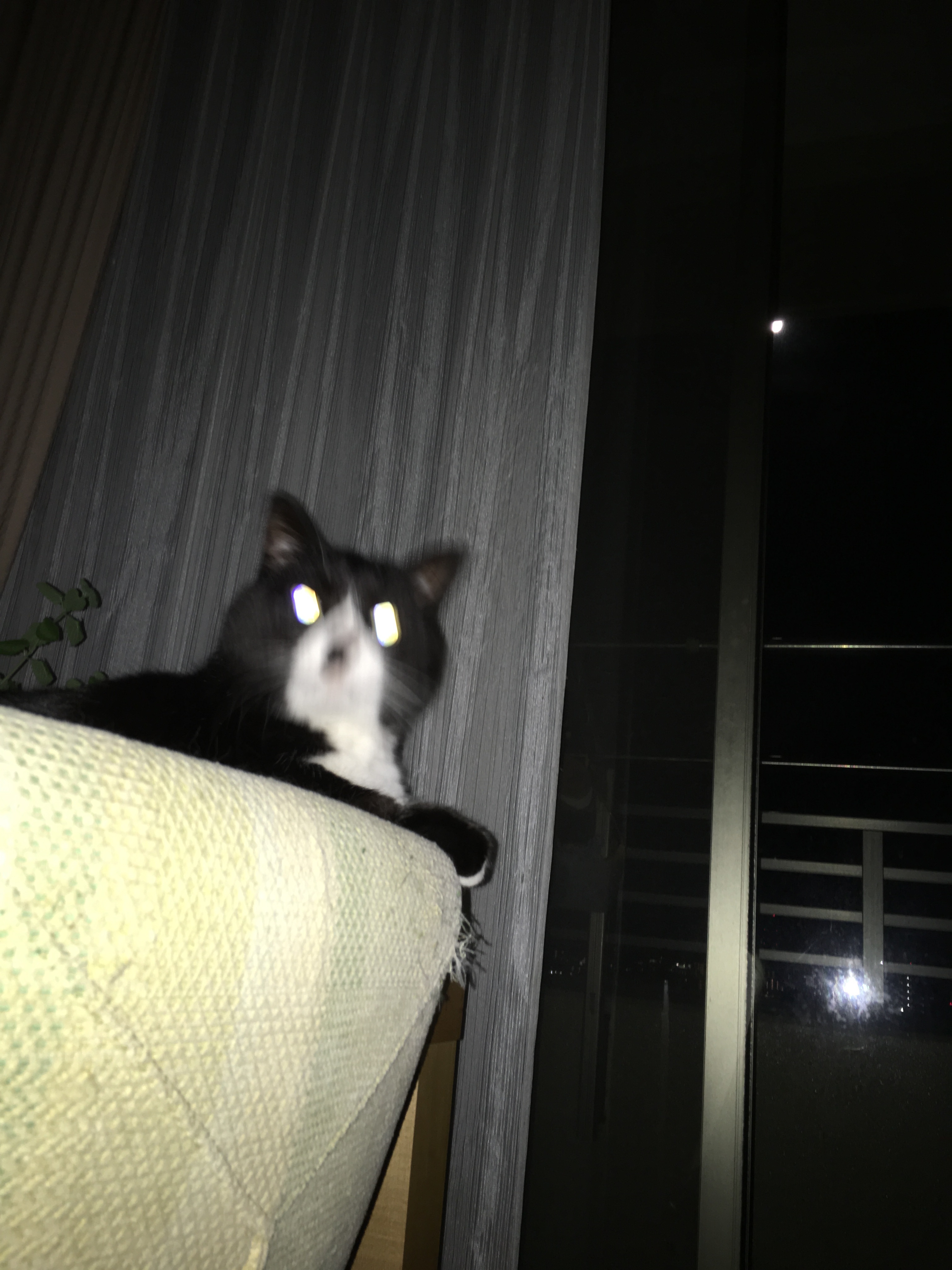 image177485854jushaga.jpg