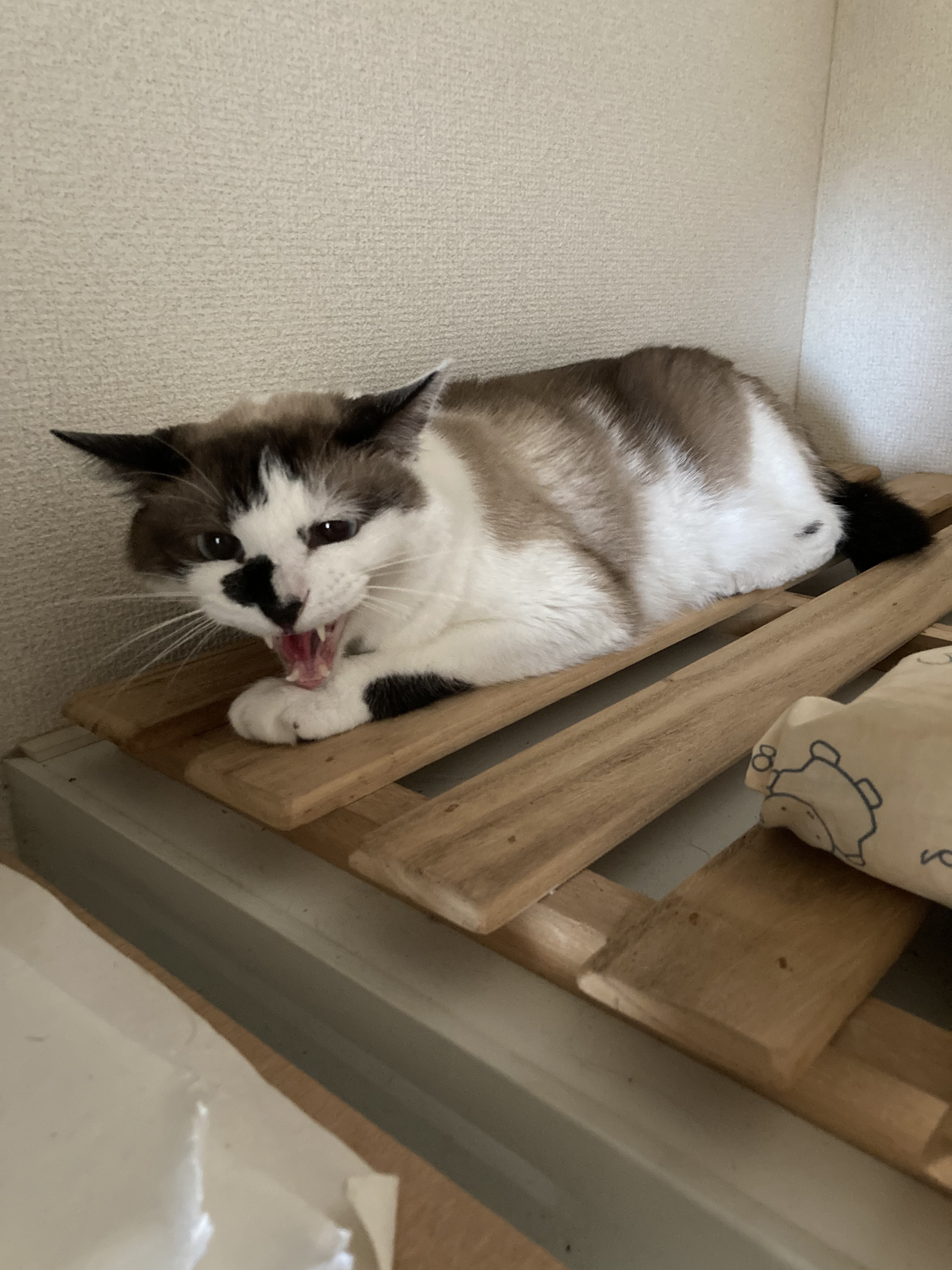 kotetu52image0.jpg