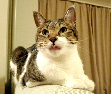 kuro_2009_02.jpg
